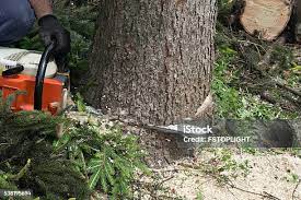 Trusted Campbell, CA Tree Care Experts
