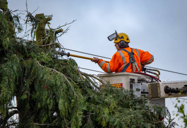 Best Tree Disease Treatment  in Mpbell, CA