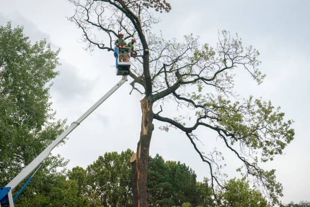 Best Utility Line Clearance  in Mpbell, CA